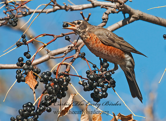 Turdus migratorius  AMERICAN ROBIN 3004634z