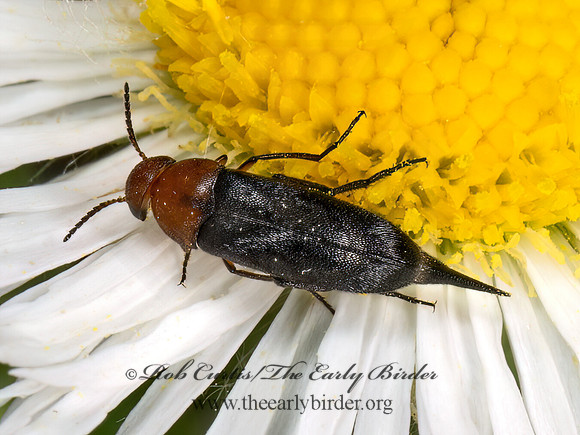 Mordellistena cervicalis~  TUMBLING FLOWER BEETLE 9078519z