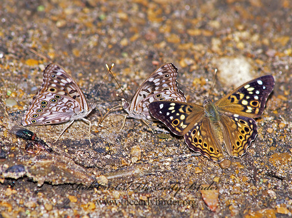 Asterocampa celtis  HACKBERRY EMPEROR 171832z