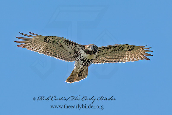 Buteo jamaicensis RED-TAILED HAWK 9091157 (1)
