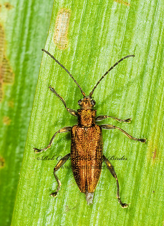Donacia subtilis group  AQUATIC LEAF BEETLE 208935z
