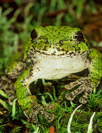 Dryphytes versicolor  GRAY TREEFROG 208235 z