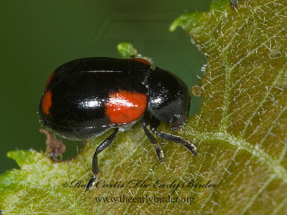 Babia quadriguttata  CASEBEARER LEAF BEETLE 6010171z