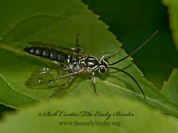 Coelichneumon pulcher   HERSIARCHINI ICHNEUMON WASP 9031847z