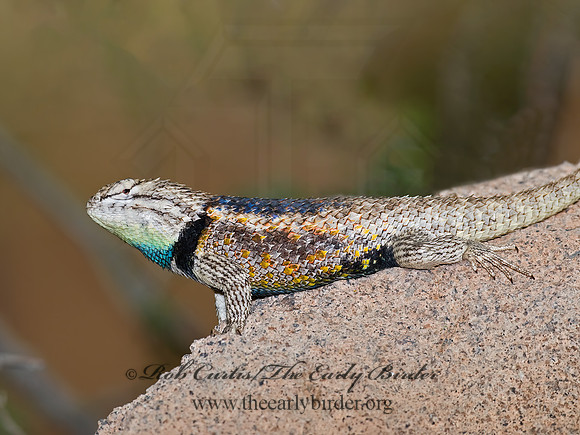 Sceloporus magister  DESERT SPINY LIZARD 6025256z