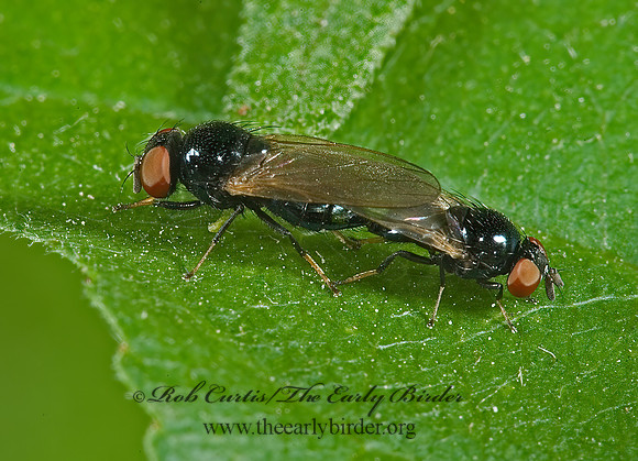 Lonchaea  LANCE FLY 5009520z