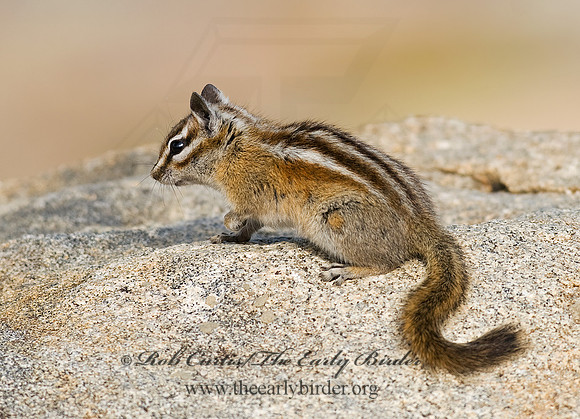 Neotamias minimus  LEAST CHIPMUNK 6027381z