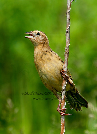 Dolichonyx oryzivorus  BOBOLINK 3008368z