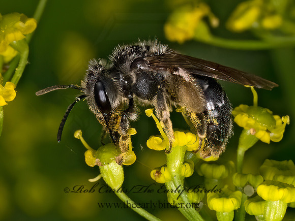 Andrena  BLACK MINER BEE 9079244z