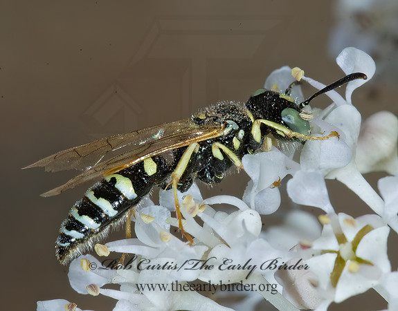 Philanthus  BEEWOLF 7010303z