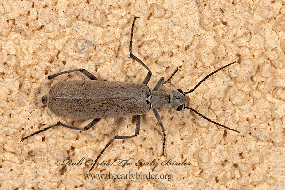 Epicauta (Macrobasis) polingi  BLISTER BEETLE 3036319z