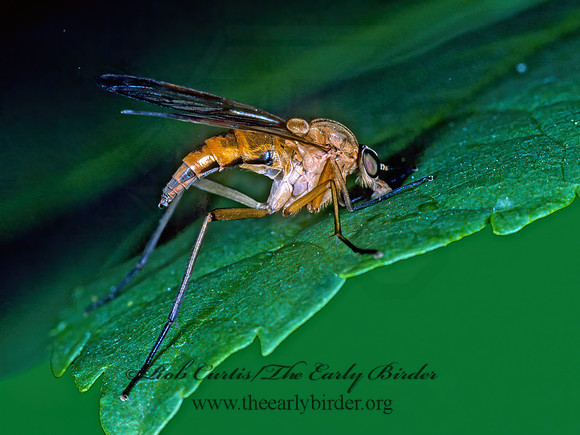 Rhagio tringarius  MARSH SNIPE FLY 30536z