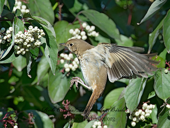 Catharus guttatus  HERMIT THRUSH 9015522z