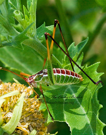 Dichopetala brevihastata  COMMON SHORT-WING KATYDID   7006101z