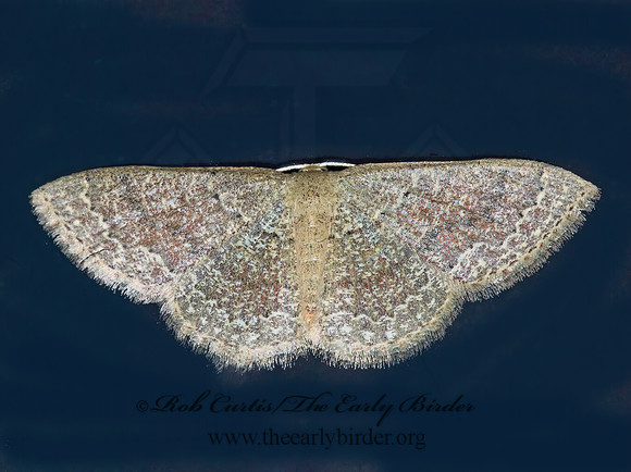 Pleuroprucha insulsaria  COMMON TAN WAVE 6013047z