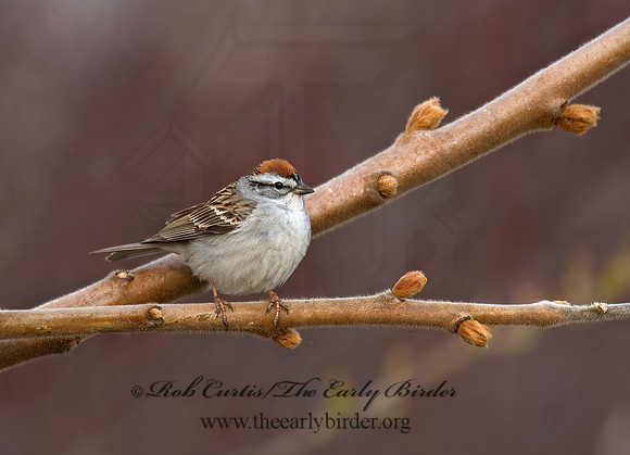 Spizella passerina  CHIPPING SPARROW 7014359z