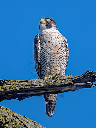 Falco peregrinus PEREGRINE FALCON 3047004z