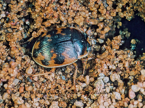 Omophron americanum 177822z