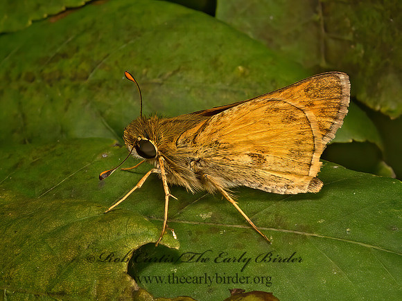 Atalopedes campestris  SACHEM SKIPPER 9049539z