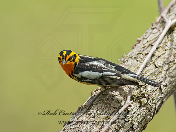 Setophaga fusca  BLACKBURNIAN WARBLER 8030939z