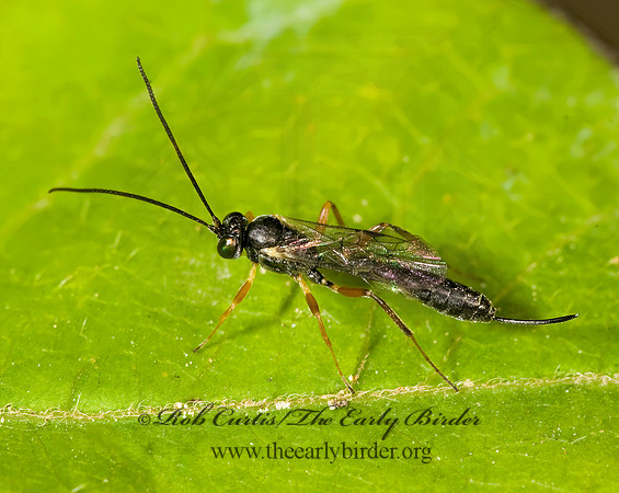Campopleginae 8015268z