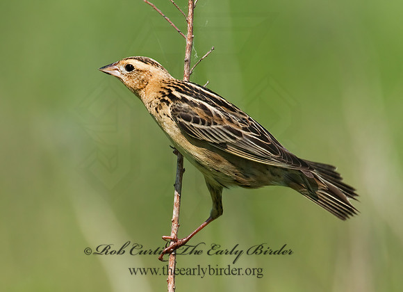 Dolichonyx oryzivorus  BOBOLINK 3008441z