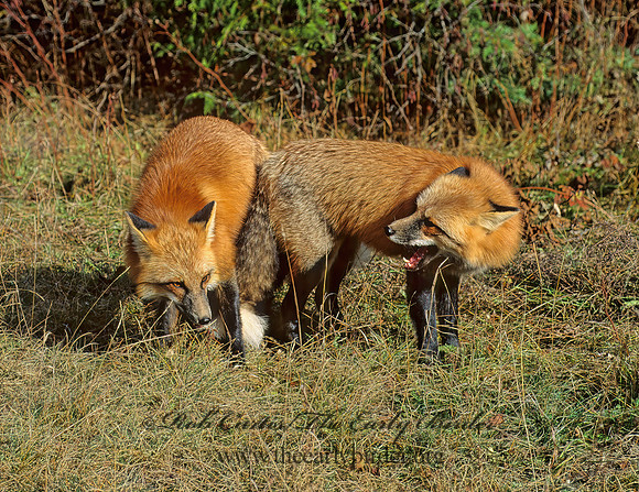 Vulpes vulpes  RED FOX 62306 z