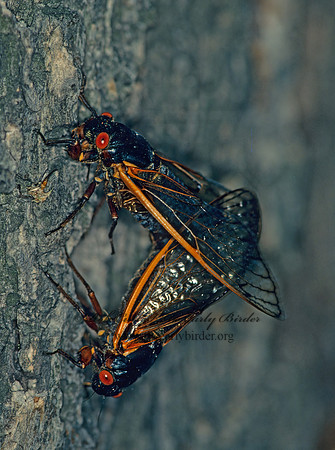Magicicada septendecim  17-YEAR CICADA 40807z