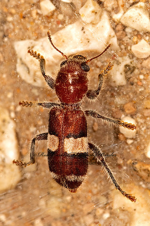 Enoclerus quadrisignatus  CHECKERED BEETLE 3032106z
