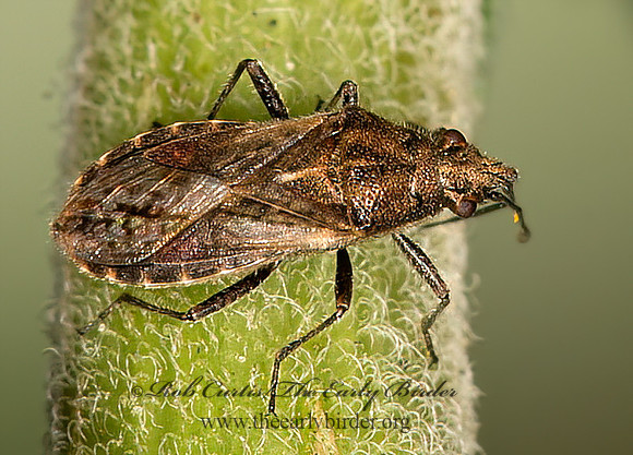 Neortholomus scolopax  SEED BUG 9041148z
