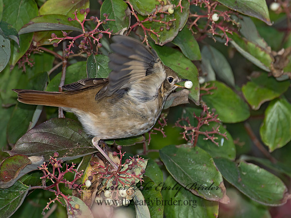 Catharus guttatus  HERMIT THRUSH 9015597z