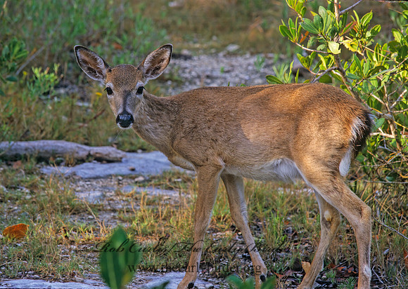 Odocoileus virginianus clavium  KEY DEER 249530z