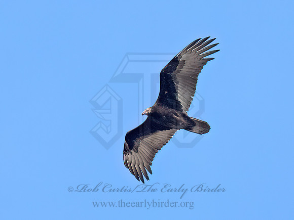 Cathartes aura TURKEY VULTURE 9093012z