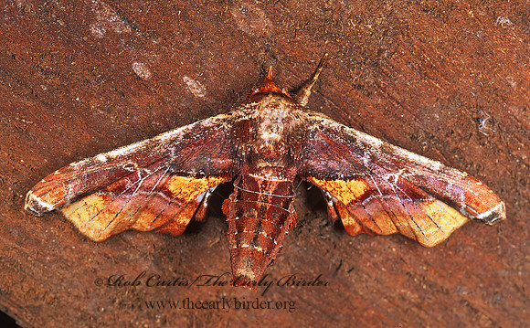 Eutelia EREBID MOTH 194221 z
