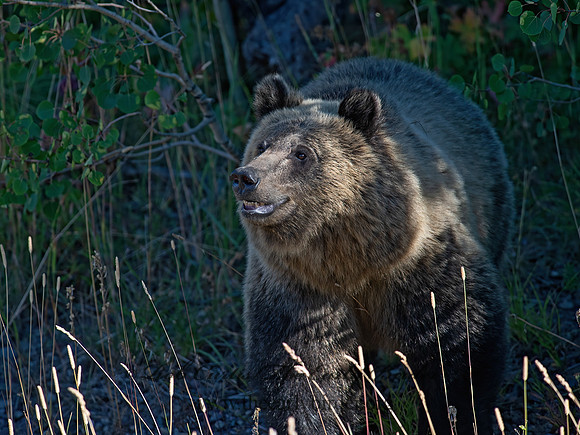 Ursus arctos horribilis  GRIZZLY BEAR 6036880z