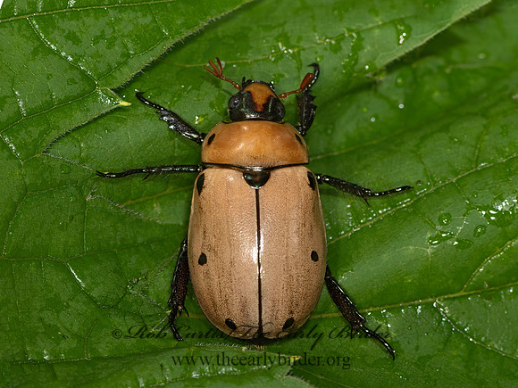 Pelidnota punctata  SPOTTED GRAPEVINE BEETLE 3041638-z
