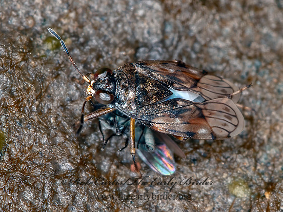 Saldula saltoria~  SHORE BUG 3016378z