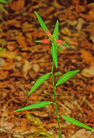 Poinsettia cyathophora  PAINTED LEAF 251825z