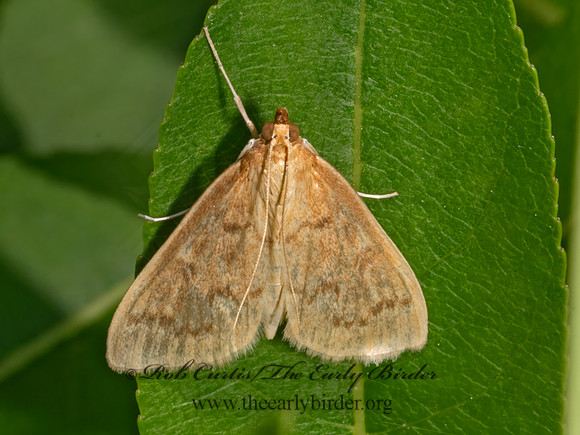 Framinghamia helvalis  SPILOMELINAE CRAMBID MOTH 9079764z