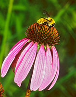 Bombus fervidus GOLDEN NORTHERN BUMBLEBEE 1284520 z