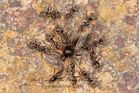 Liometopum apiculatum  VELVETY TREE ANT 3038731z