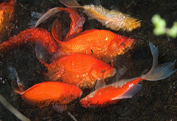 Cyprinus carpio  KOI 5004787z