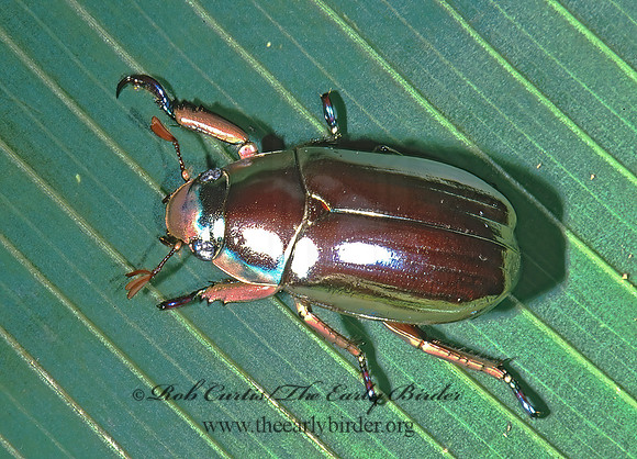 Chrysina chrysargyra 198030z