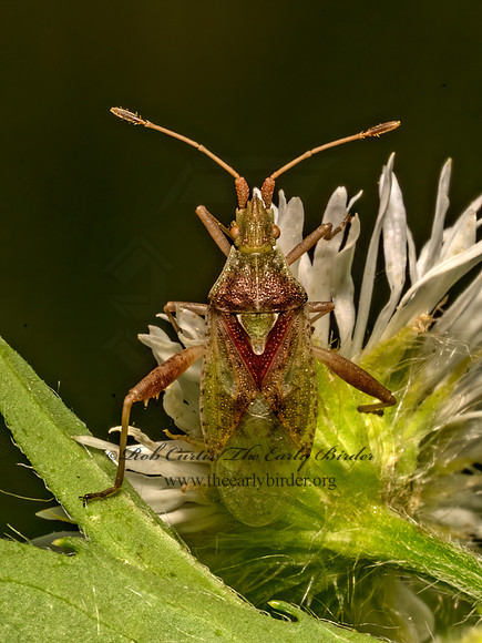 Harmostes reflexulus  SCENTLESS PLANT BUG 9078543z