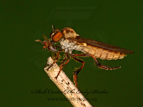 Holcocephala  ROBBER FLY 1305760z