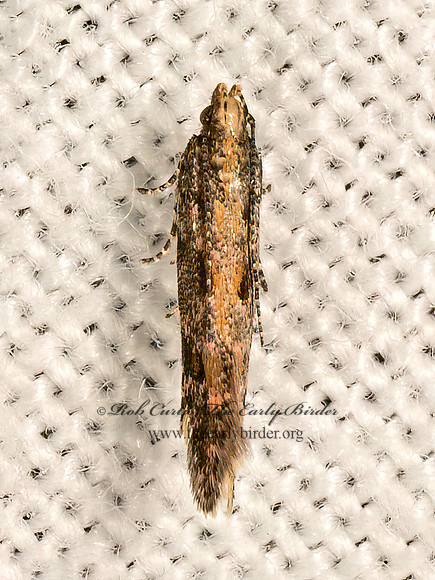Aristotelia rubidella TWIRLER MOTH 9081771z