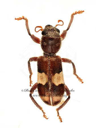 Enoclerus quadrisignatus  CHECKERED BEETLE 9020873z