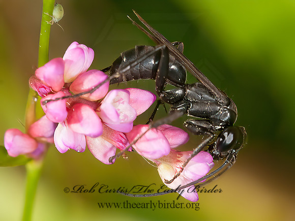 Anoplius  SPIDER WASP 3014781z