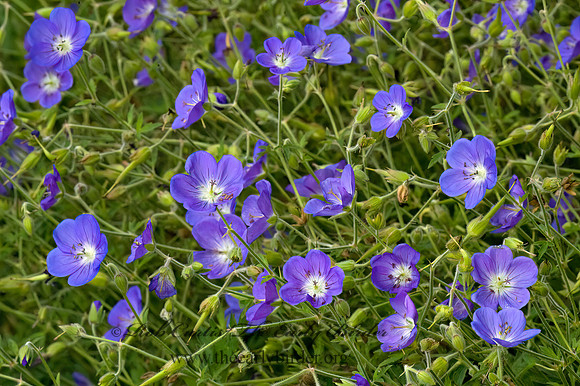 Geranium maculatum  WILD GERANIUM 5010693z