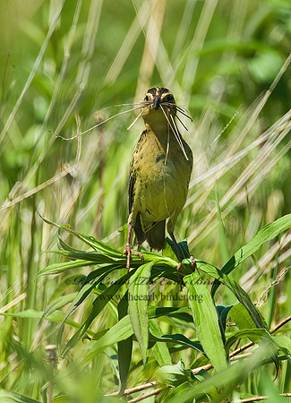 Dolichonyx oryzivorus  BOBOLINK 8004292z